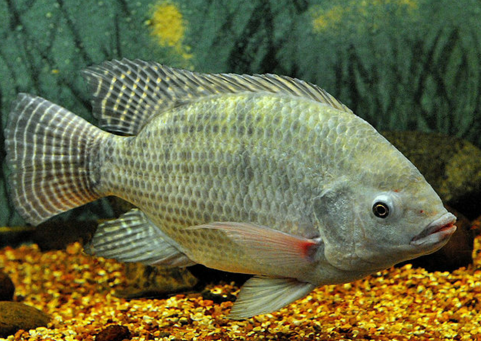 Nile Tilapia