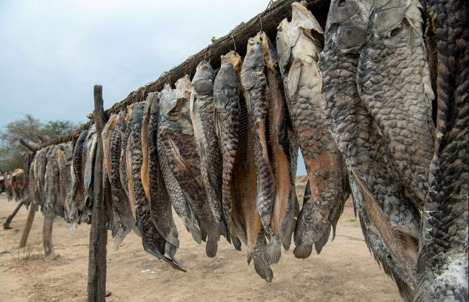 Dried Fish