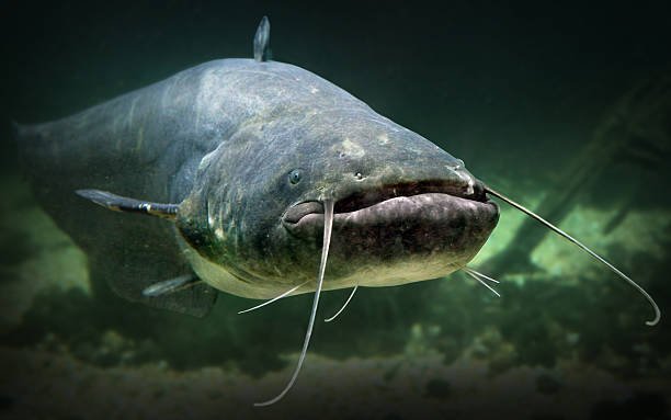 Nile Catfish