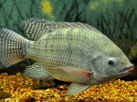 Nile Tilapia