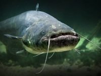 Nile Catfish